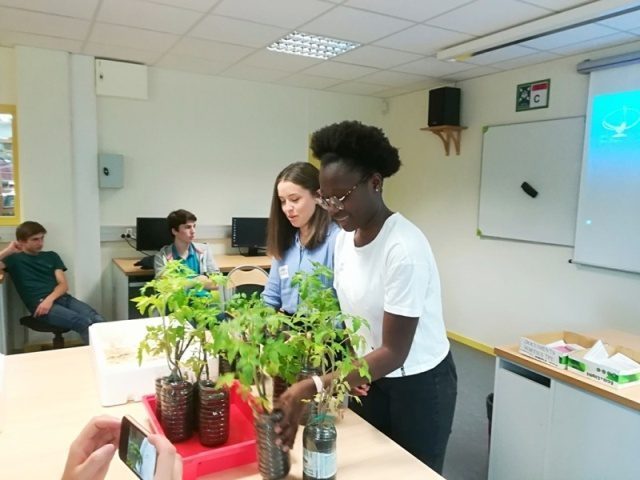 Cultures de tomates avec « STARTUPS A L’ECOLE »