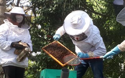 Les ruchers du lycée en bonne santé pour la rentrée 2020