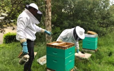 Nos abeilles ouvrières travaillent avec acharnement et persévérance (mai 2021)