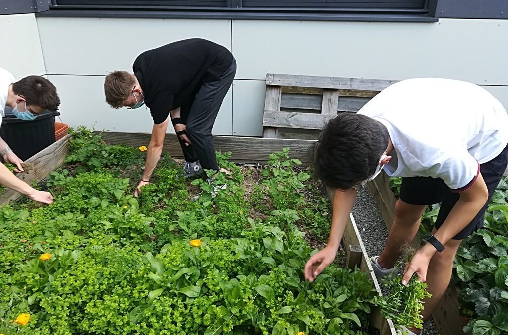 Plantation, semis,… au jardin pédagogique (juin 2021)