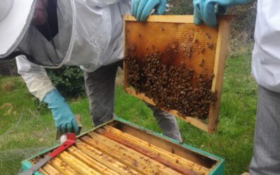 Dégustation du miel de nos ruches vendredi 22 septembre