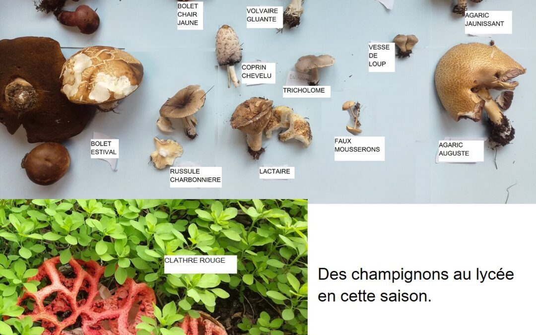 Diversité mycologique dans le parc du lycée