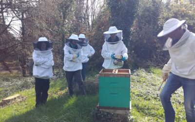 Six apiculteurs ont regardé l’ état de la ruche