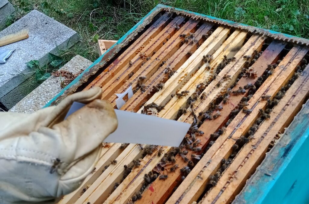 Entretien des deux ruches dans le parc du lycée