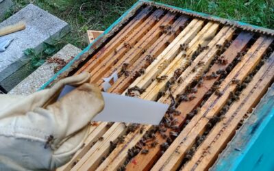 Entretien des deux ruches dans le parc du lycée