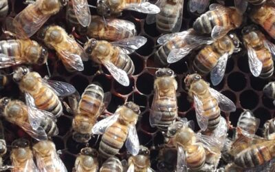 Concours pour trouver un logo à l’apiculture du lycée